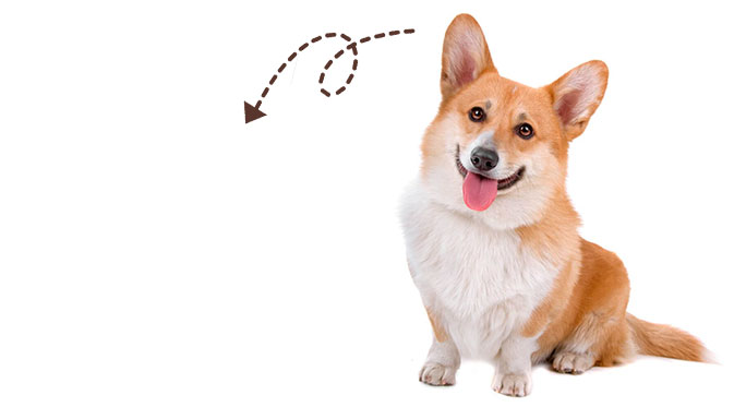 ТОЛЬКО С GOOD PET