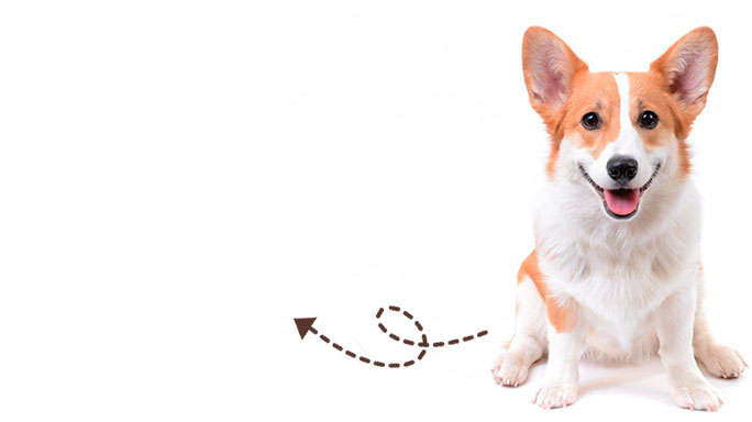 ТОЛЬКО С GOOD PET