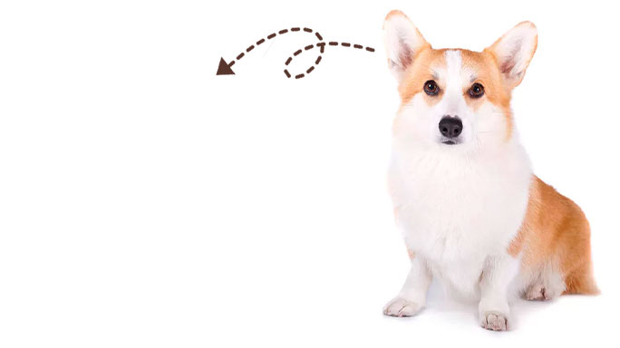 ТОЛЬКО С GOOD PET